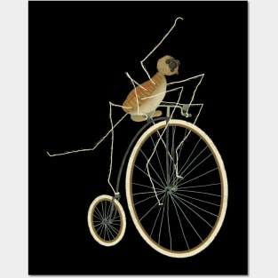 Daddy long legs Posters and Art